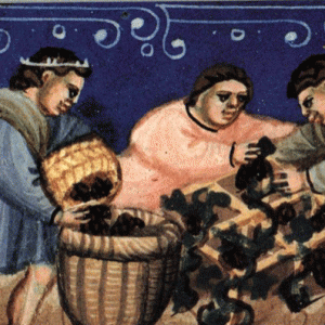 Postal - Lorvão (Vindimas)